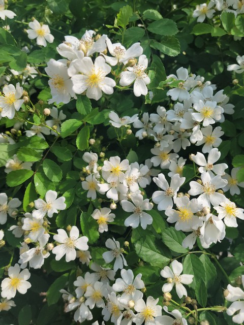 обои plants, dog-rose