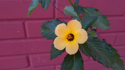 flor na fenda da parede