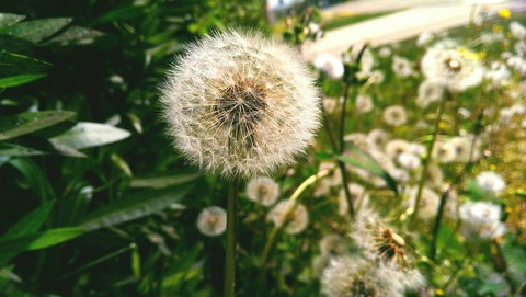Nature explosion