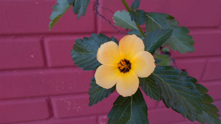 flor na fenda da parede
