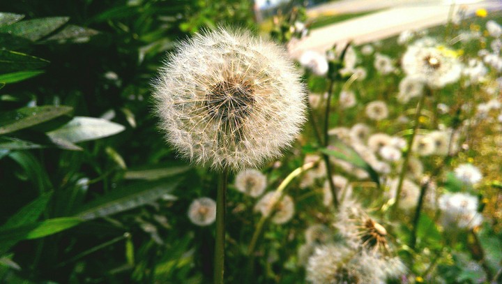 Nature explosion