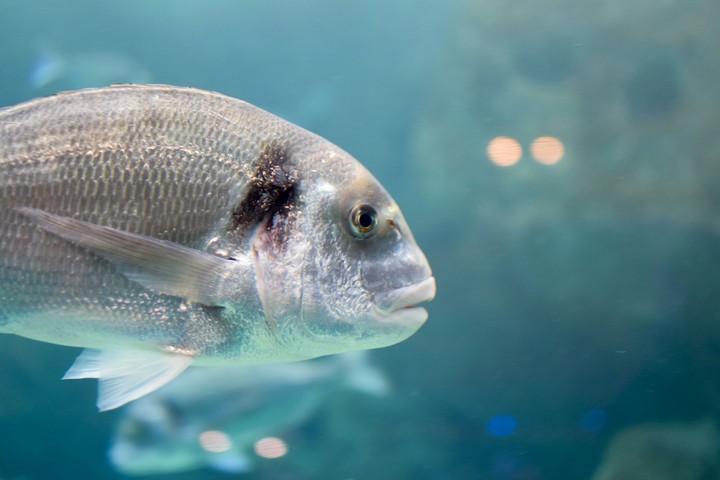 Fishy business