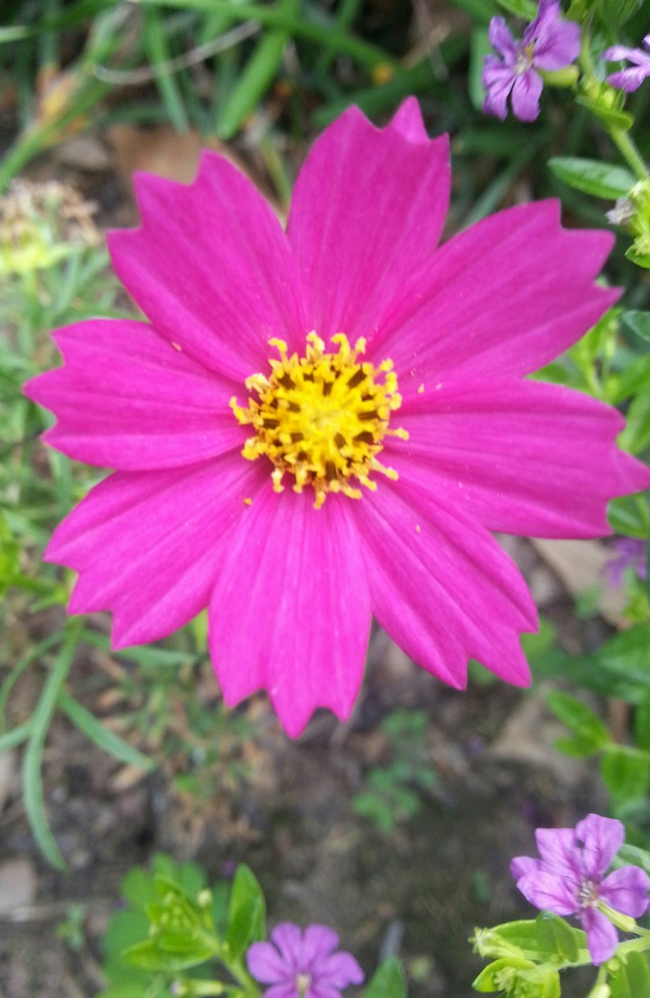 Magenta Flower