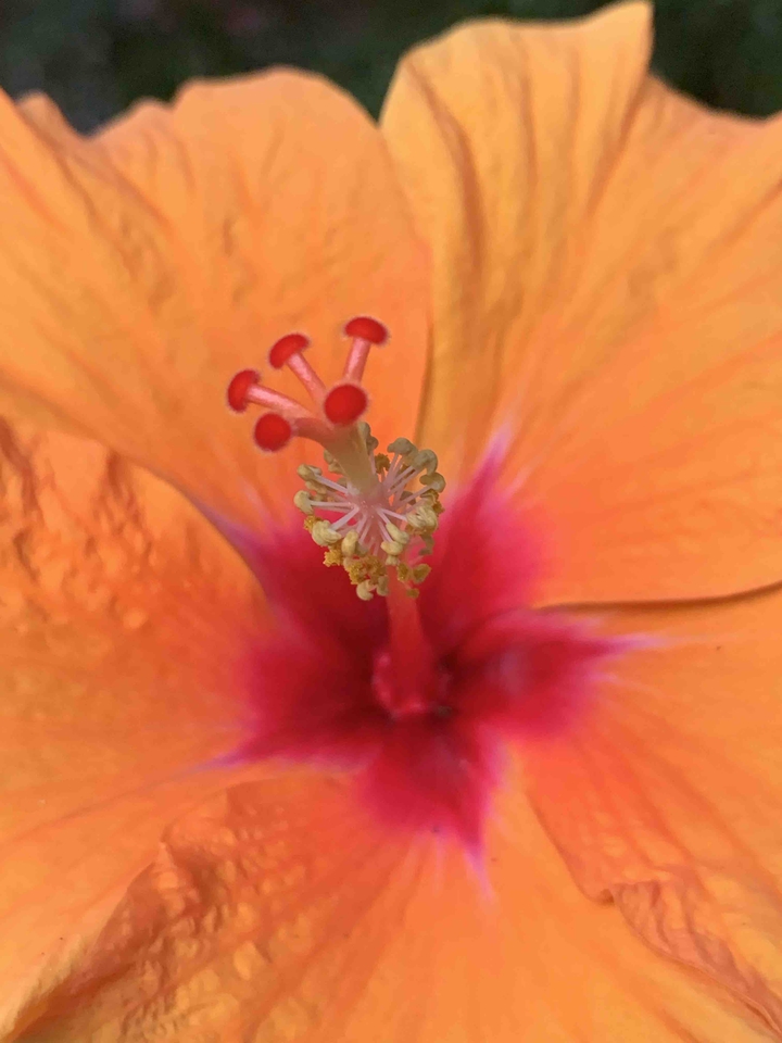 Hybrid Hibiscus
