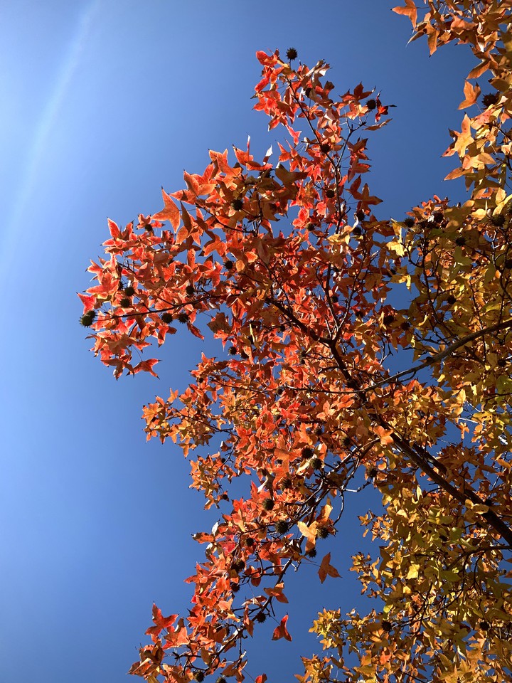 maples 2