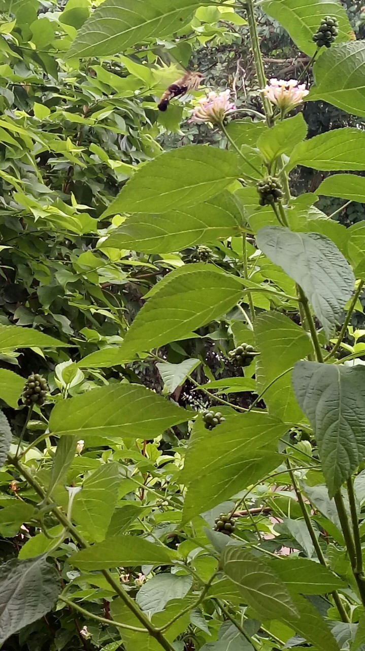 bee