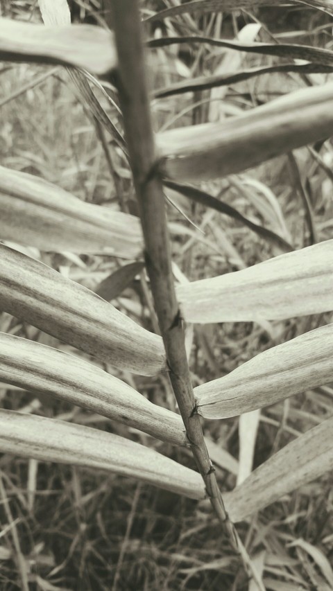 plant