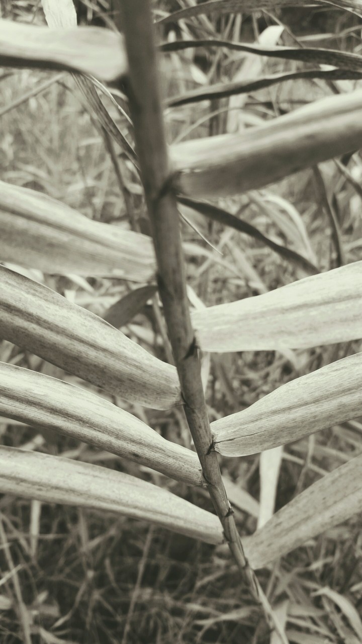 plant