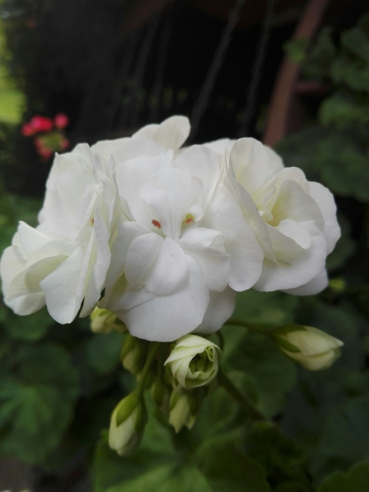 Czech beautiful flowers.