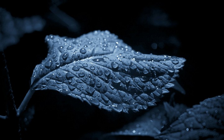 Leaves water drops