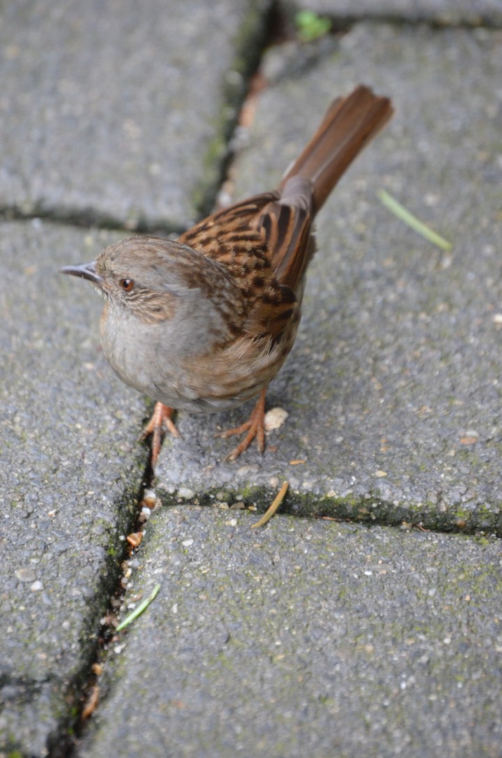 Bird