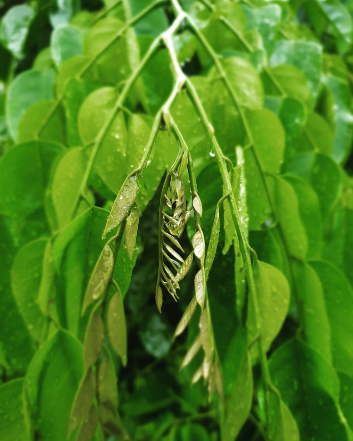 Greener after the rain