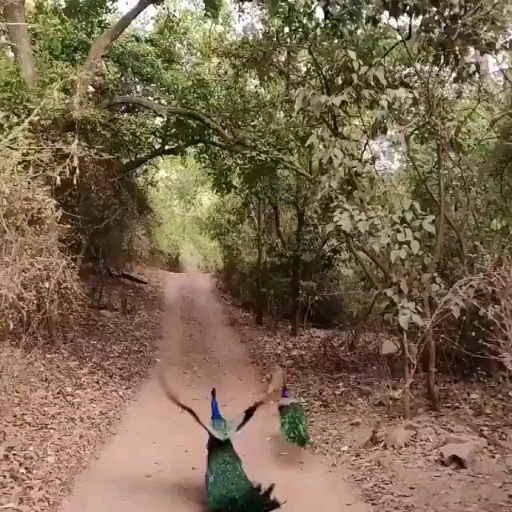 peacock Amazing Fly