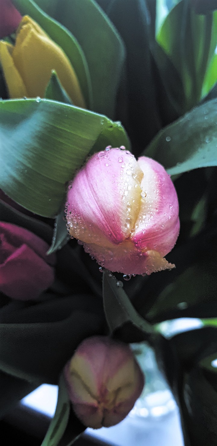 tulip