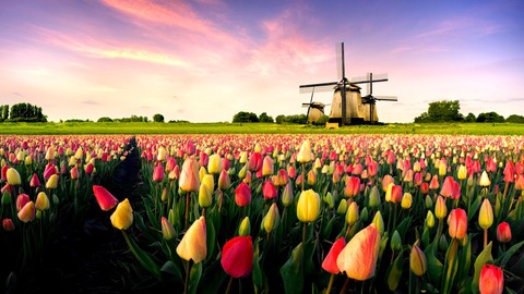 Tulips & Mills
