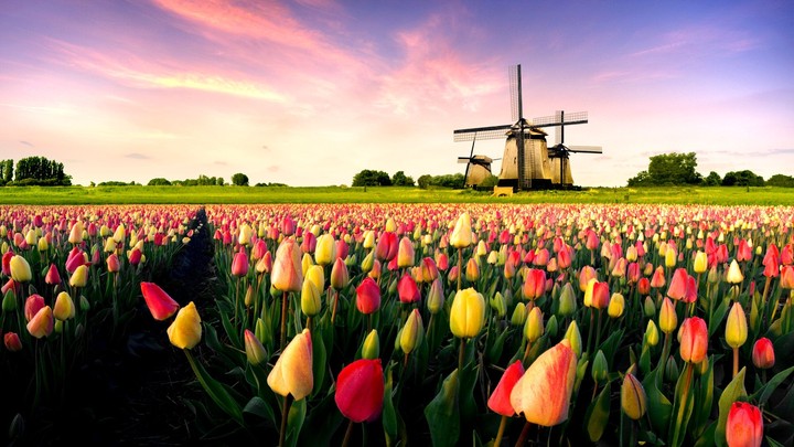 Tulips & Mills
