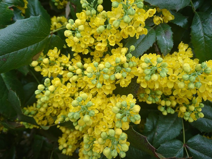 mahonia