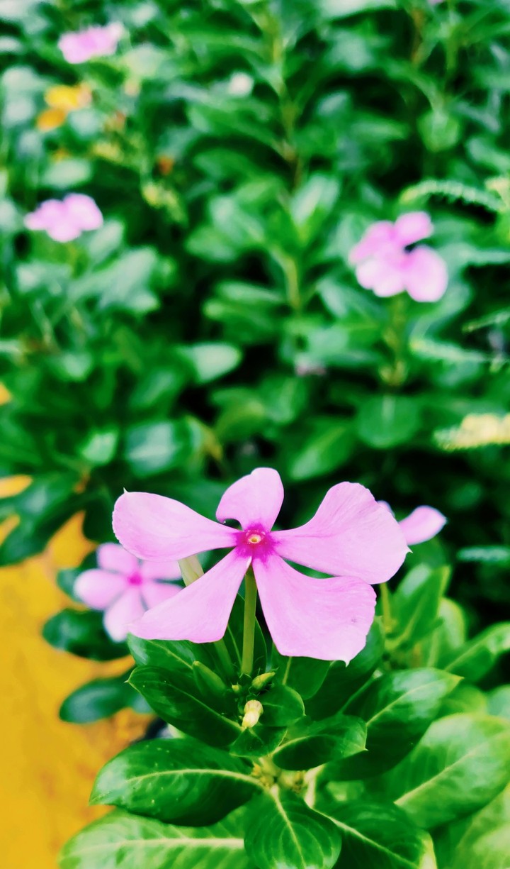 #Flower #India