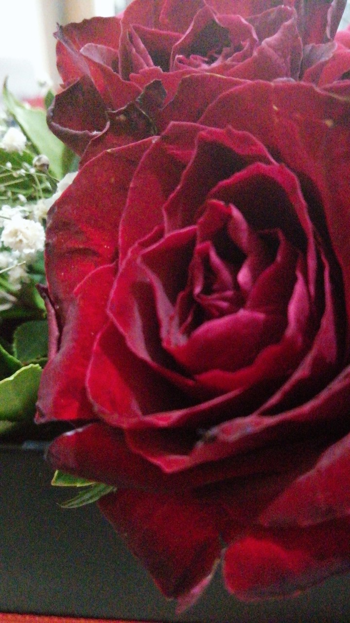 rose