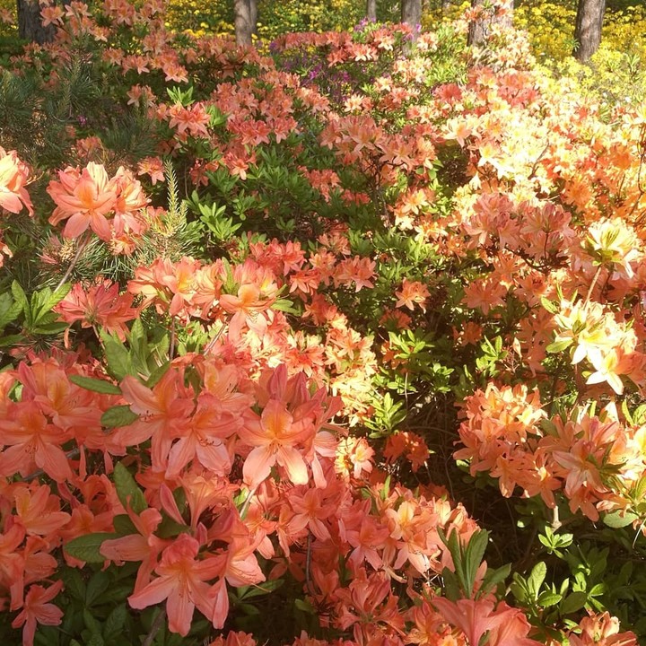 Rhodo