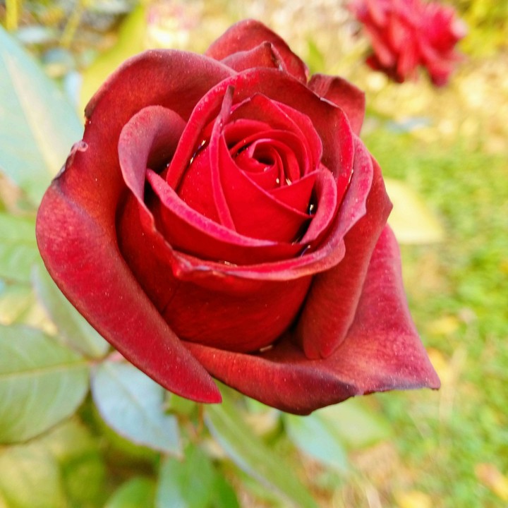 my garden
