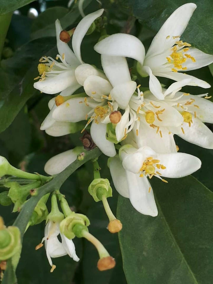 sour orange blossom