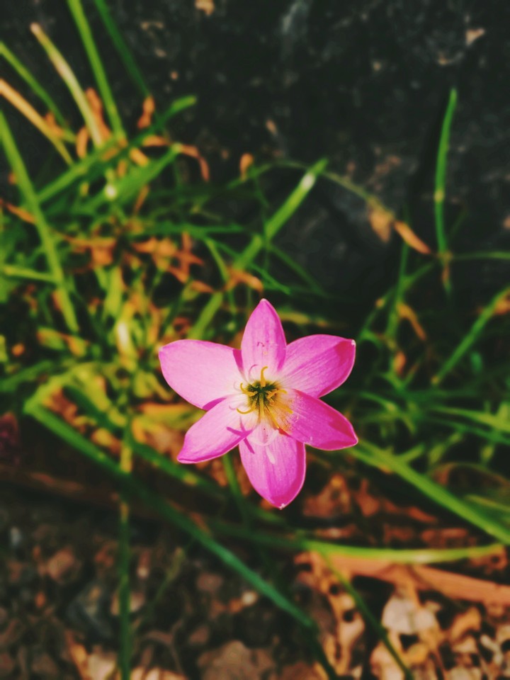 A little flower