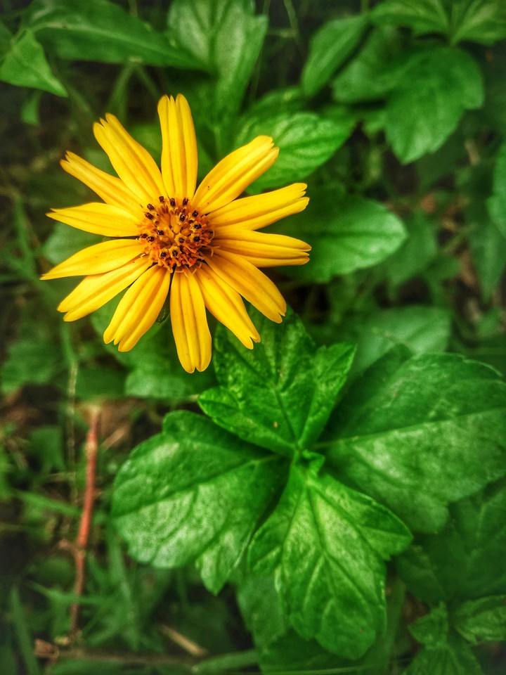 tiny beauty ?