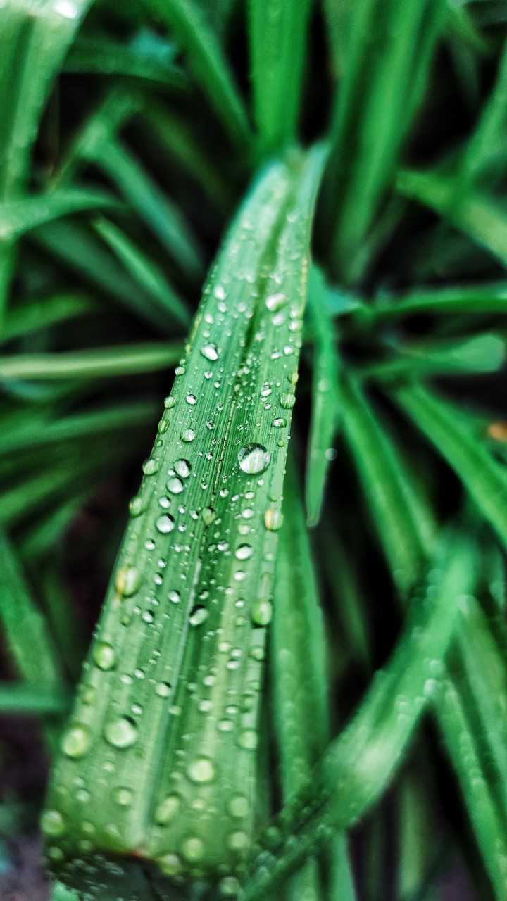 Raindrops on a leaf