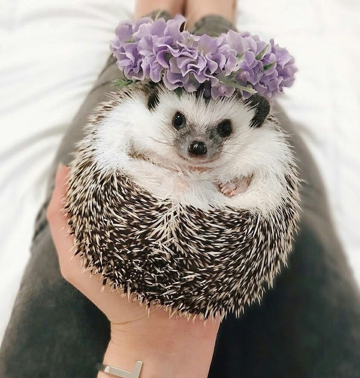 small  cute hedgehog