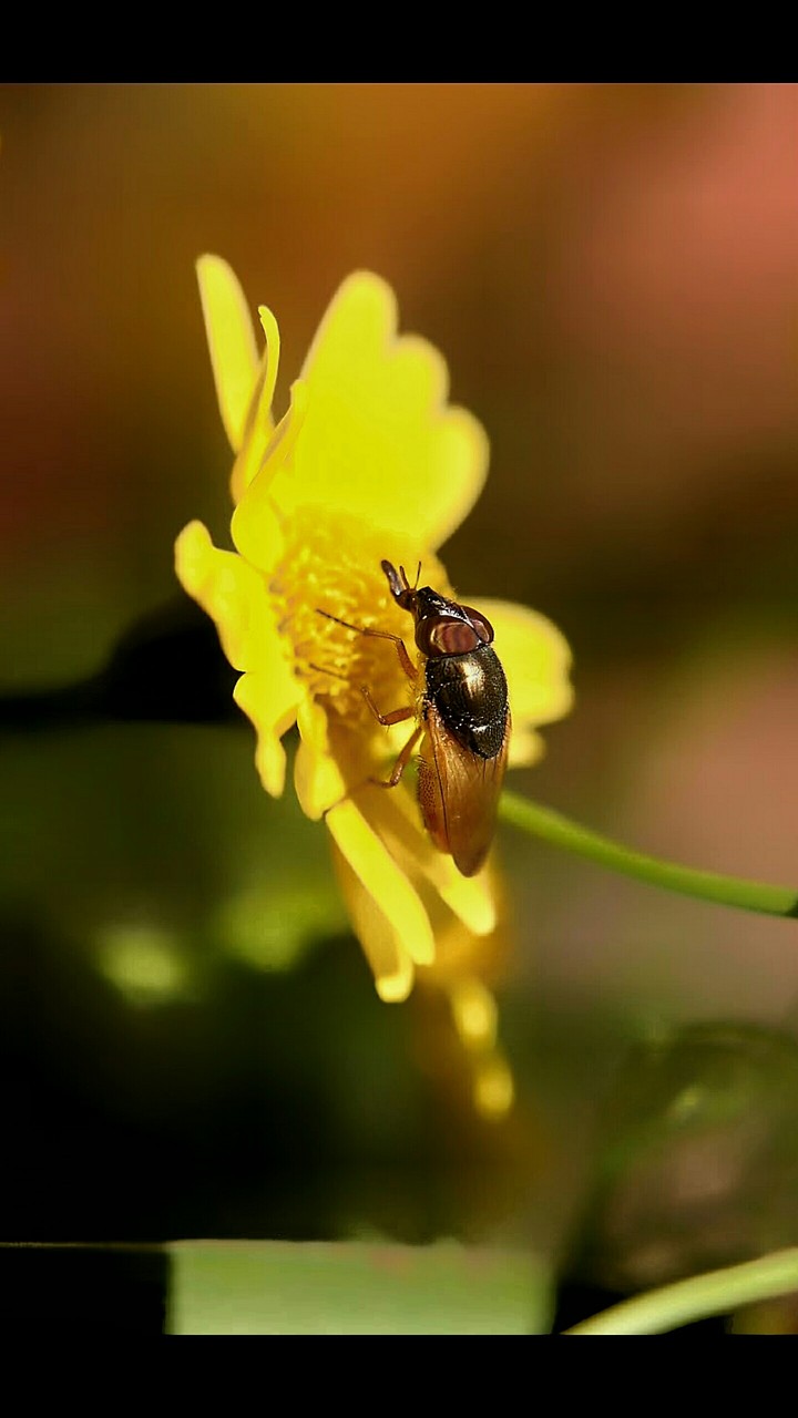 bug