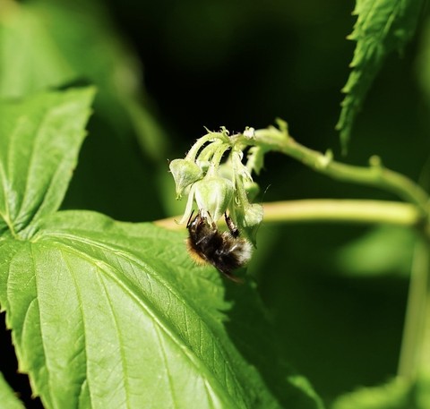 sfondi invertebrate, plant