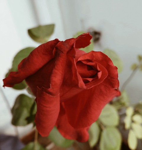 Red rose