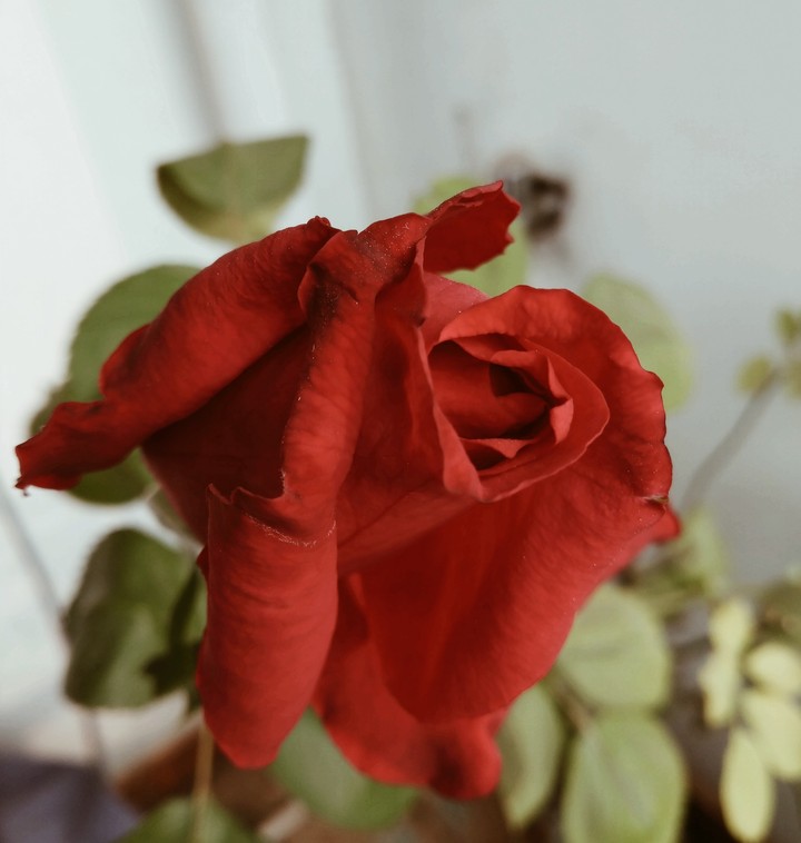 Red rose