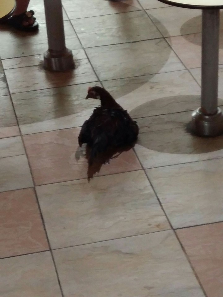 Random Bird