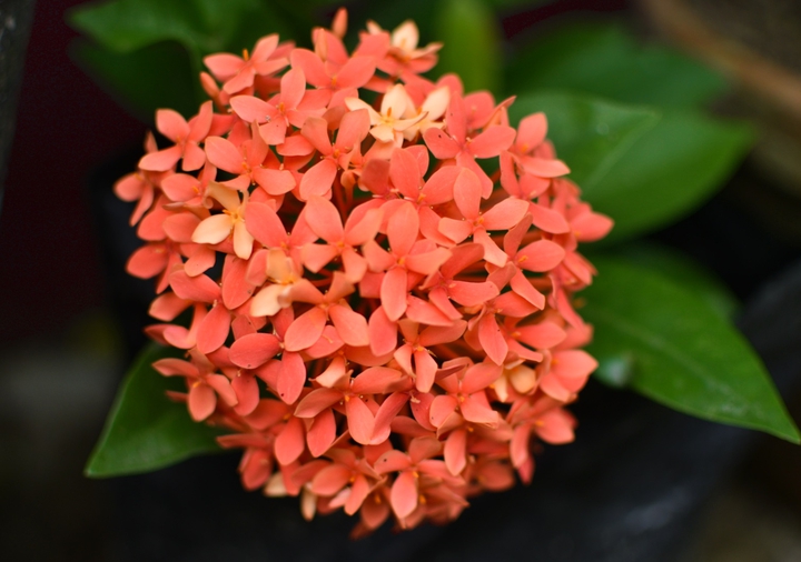 Red Ixora