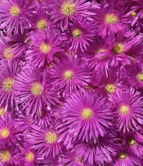papéis de parede flower, closeup