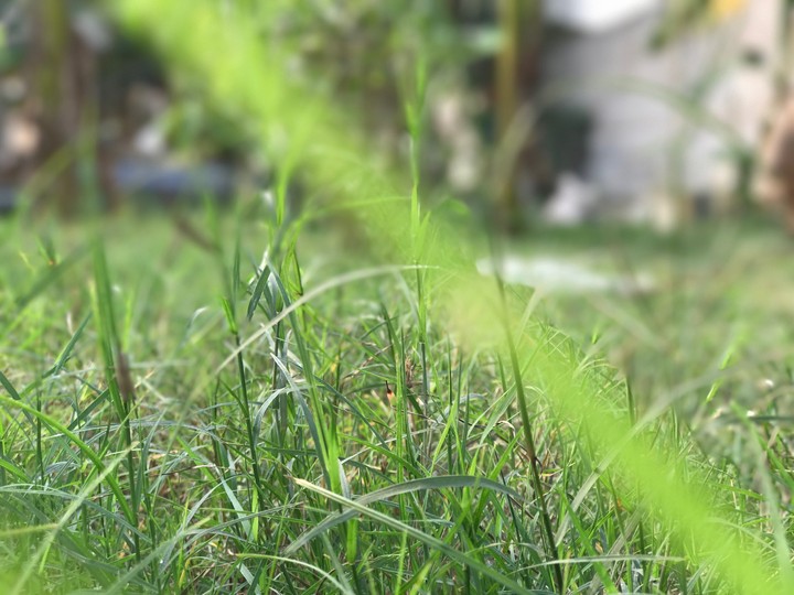 grass