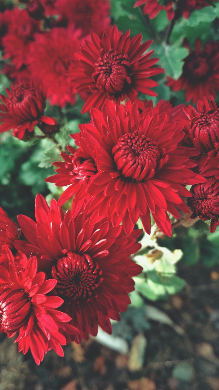 autumn flowers