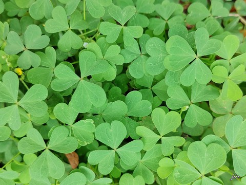 тапети plant, nature