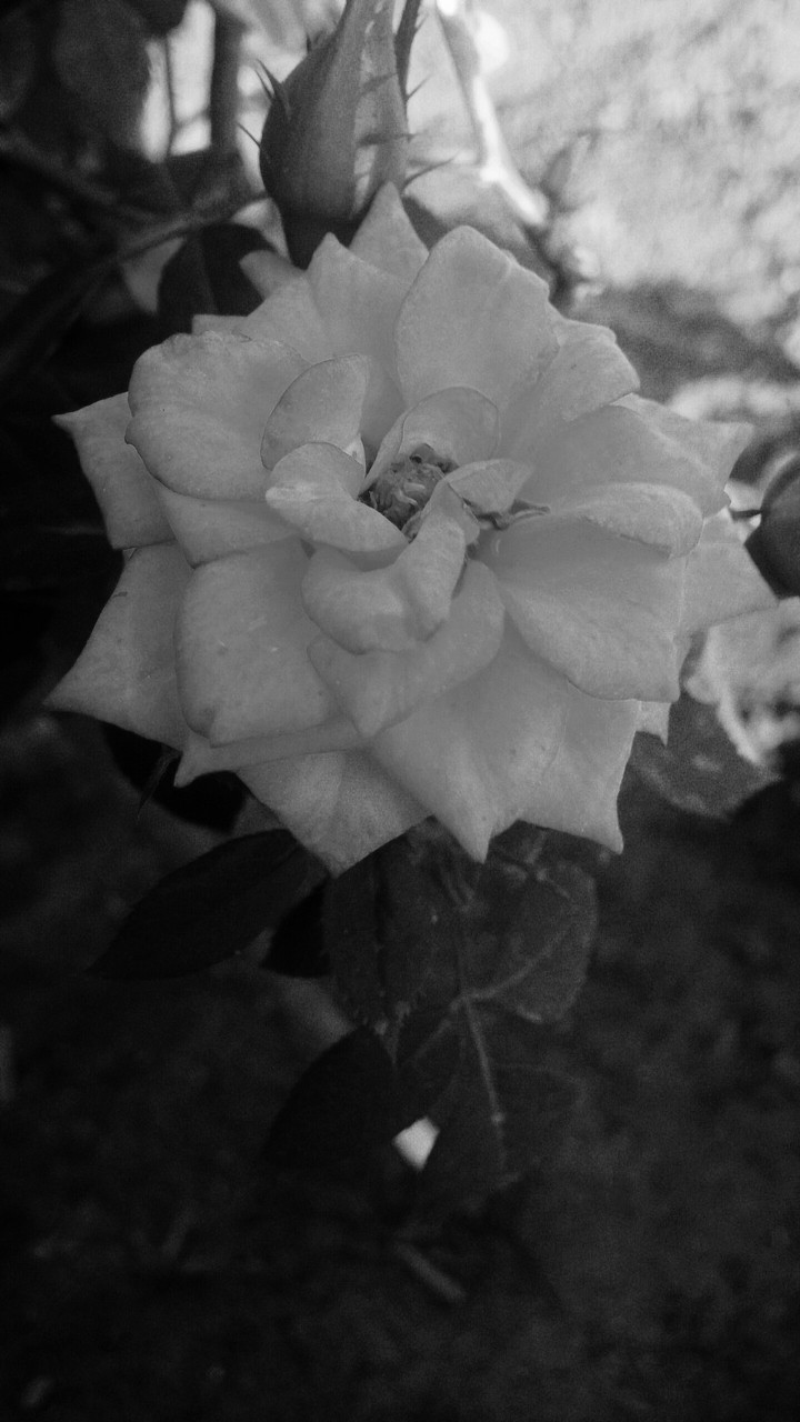 Black Flower