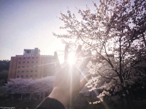 sakura