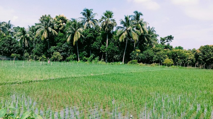 Village Bengal