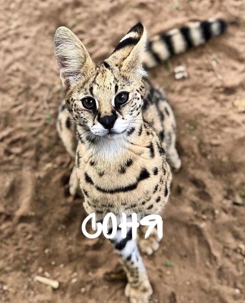 hình nền savannah, felidae