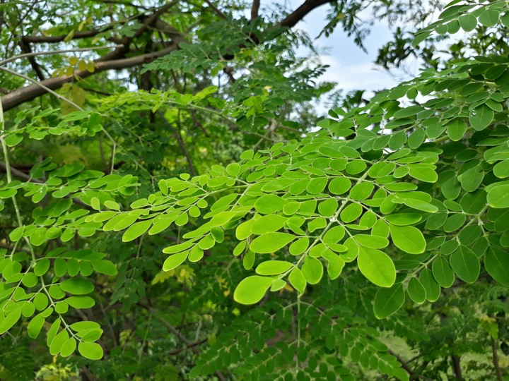 the beauty of nature