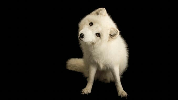 photo ark