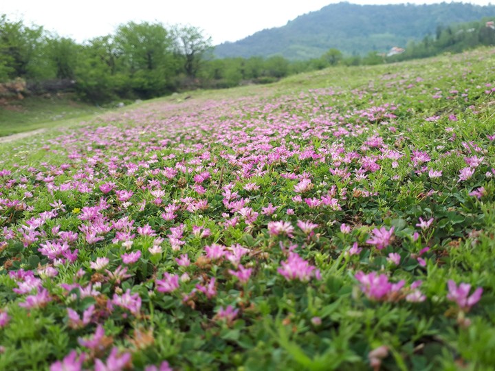 lovely flower