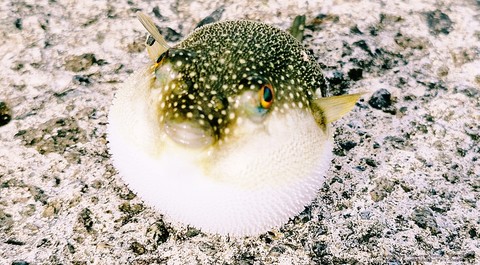 wallpaper Fish, fugu