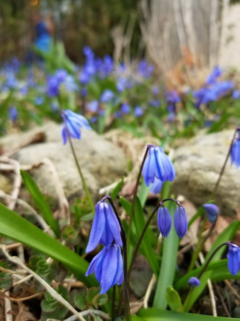 Garden flowers