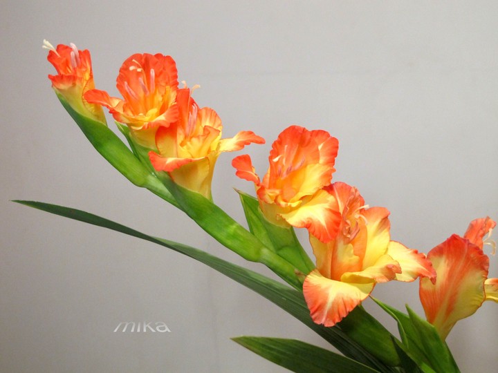 gladiolus《 劍蘭 》：懷念之情節節上升